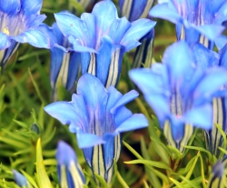 Good sized blue flowers